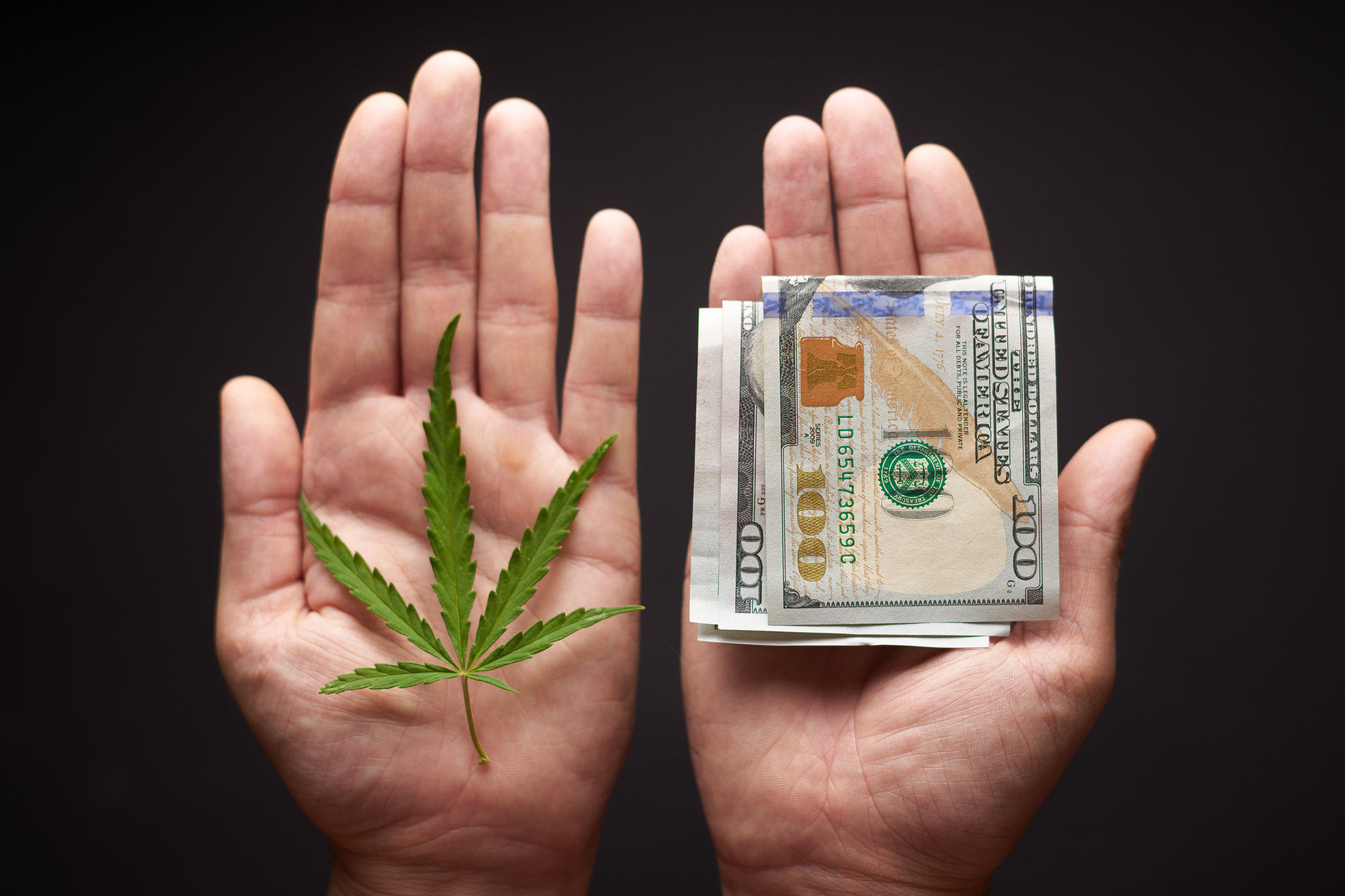 Starting a Cannabis Business